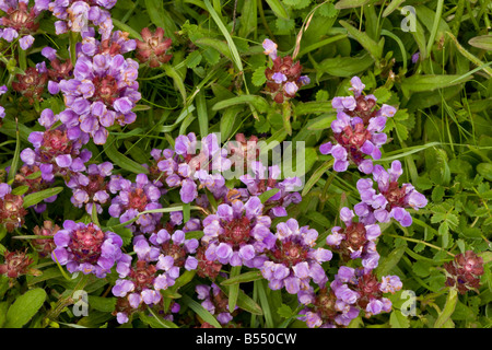 Common Self heal Prunella vulgaris in grassland Stock Photo