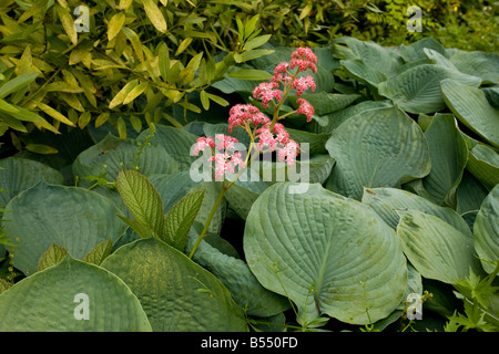 Rodgersia pinnata superba among Hosta leaves Stock Photo