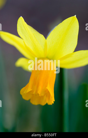 NARCISSUS JETFIRE DAFFODIL Stock Photo