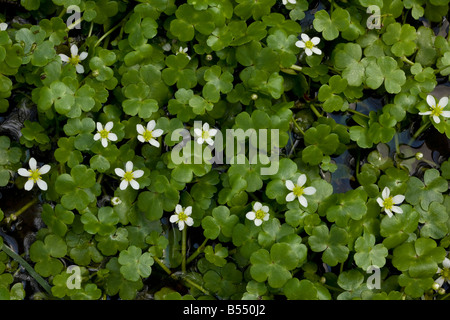 Round leaved Crowfoot Ranunculus omiophyllus R lenormandii in wet hollow Stock Photo