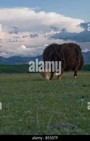 Yak in the steppes of Mongolia Stock Photo - Alamy
