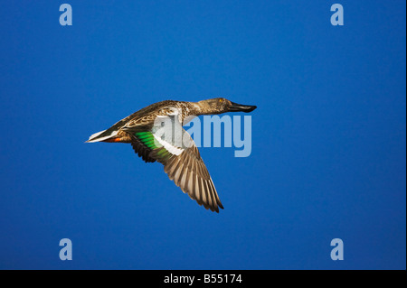 Northern Shoveler Anas clypeata immature male in flight Bosque del Apache National Wildlife Refuge New Mexico USA Stock Photo