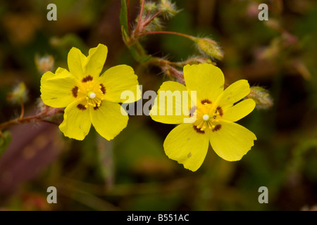 Spotted Rock rose Tuberaria guttata very rare in UK Andalucia South west Spain Stock Photo