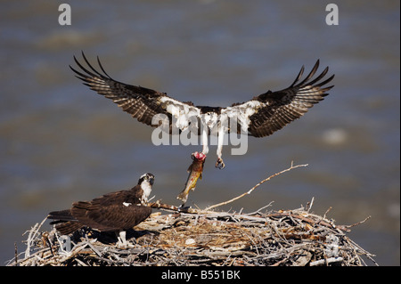 Osprey Pandion haliaetus adult bringing trout to young in nest Yellowstone River Yellowstone National Park Wyoming USA Stock Photo