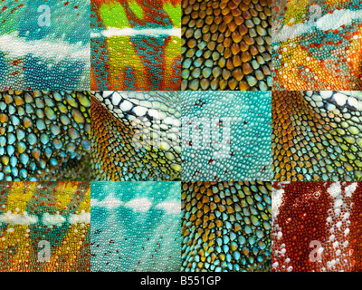 collection of twelve reptile skins Stock Photo