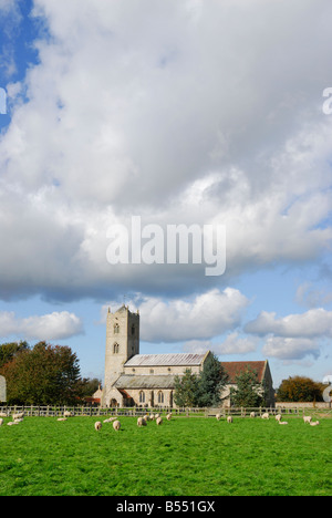 Gayton, Norfolk, UK. St Nicholas' Church with sheep in the foreground Stock Photo