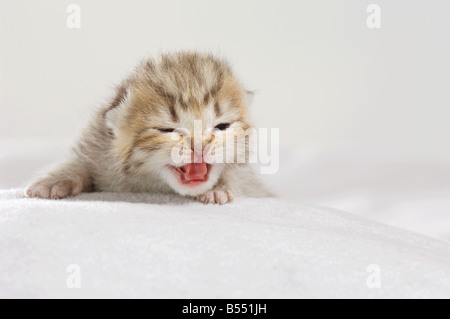 British Shorthair kitten (eight days) - lying on blanket Stock Photo