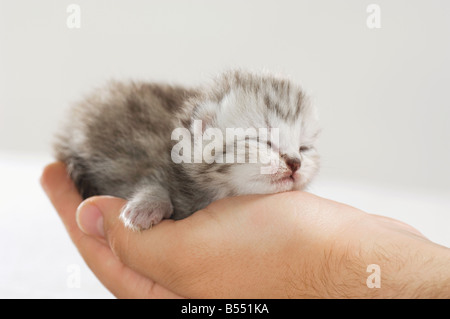 British Shorthair kitten (eight days) - lying on hand Stock Photo