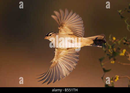 White-crowned Sparrow Zonotrichia leucophrys adult in flight Sinton Corpus Christi Coastal Bend Texas USA Stock Photo