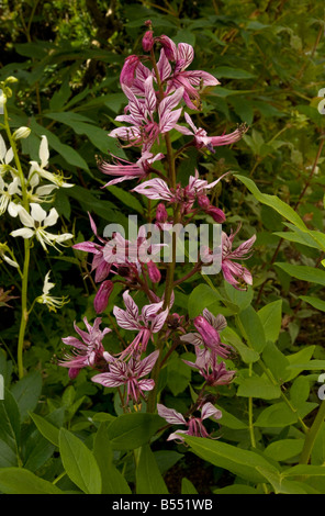 Burning Bush Dictamnus albus Stock Photo