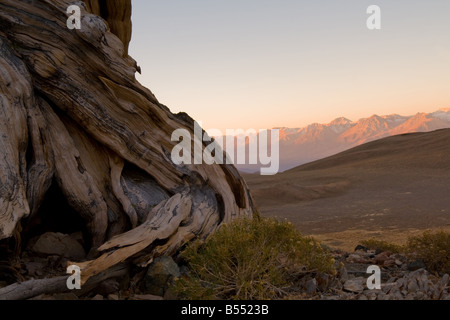 Alpenglow on the Sierras from the Bristlecone Pine Forest Stock Photo