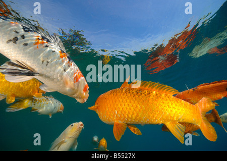 Koi are freshwater carp raised in ponds Stock Photo