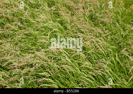 Sward of Yorkshire Fog grass (Holcus lanatus), full frame Stock Photo