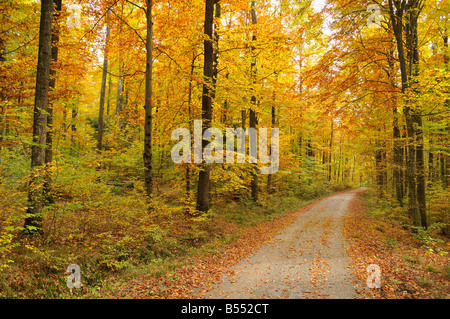 Forest in autumn near Dettenhausen, Naturpark Schönbuch, Baden-Württemberg, Germany Stock Photo