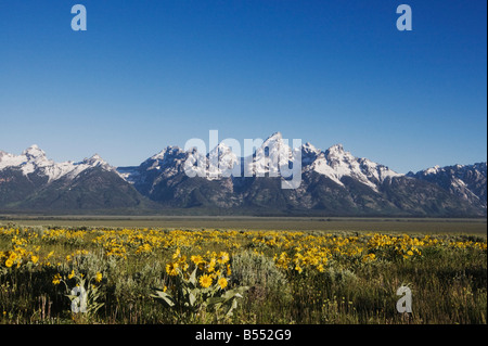 Arrowleaf Balsamroot Balsamorhiza sagittata and teton range Antelope Flats Grand Teton National Park Wyoming USA Stock Photo