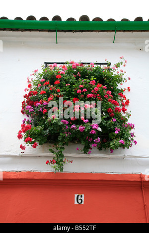 Traditional house in Cordoba, Spain with decorative balcony as part of Los Patios Festival Stock Photo