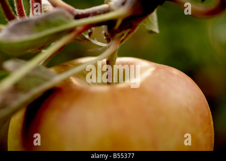 Braeburn ripening hanging from apple tree Stock Photo