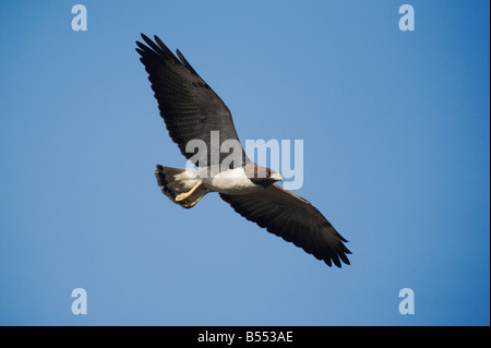 White-tailed Hawk Buteo albicaudatus adult in flight Sinton Corpus Christi Coastal Bend Texas USA Stock Photo