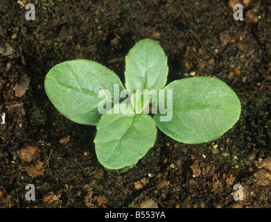 Round leaved fluellen Kickxia spuria seedling with four true leaves Stock Photo