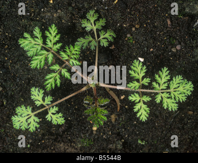 Small bur parsley Caucalis platycarpos young plant Stock Photo