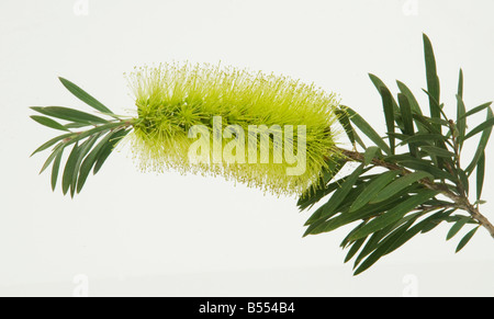 Australian native Callistemon Stock Photo