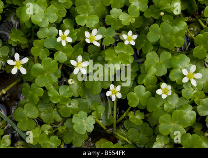 Round leaved Crowfoot (Ranunculus omiophyllus) in wet hollow Stock Photo