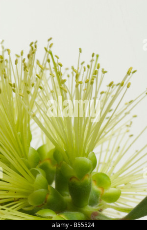 green bottlebrush Stock Photo