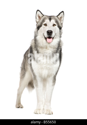 Alaskan Malamute in front of a white background Stock Photo