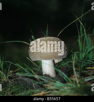 The blusher Amanita rubescens unopened cap of edible fungus