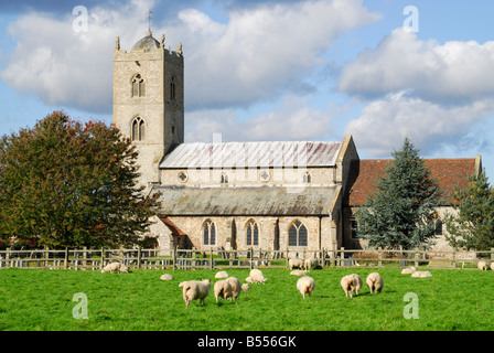 Gayton, Norfolk, UK. St Nicholas' Church with sheep in the foreground Stock Photo