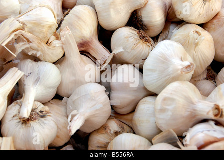 Garlic (Allium sativum L.) Stock Photo