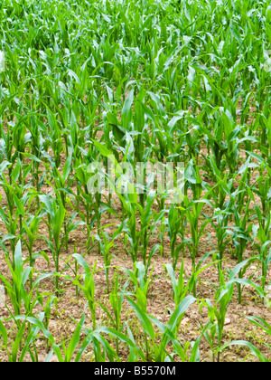 Young new Maize plants in summer growing in a field Stock Photo