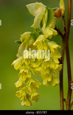 Corylopsis sinensis an early spring flowering shrub from China Garden plant Stock Photo