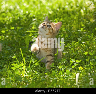 British Shorthair kitten (ten weeks) - sitting on meadow Stock Photo