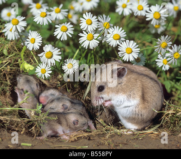 Chinese Striped Hamster with cubs / Cricetulus barabensis Stock Photo