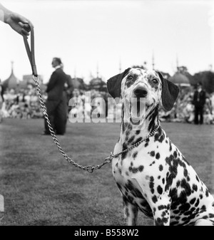 Animals: Dogs: Owners and contestants seen here talking part in The Daily Mirror Dog Show, London. July 1953 D3828-006 Stock Photo