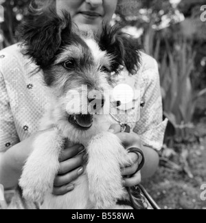 Animals: Dogs: Owners and contestants seen here talking part in The Daily Mirror Dog Show, London. July 1953 D3828-010 Stock Photo