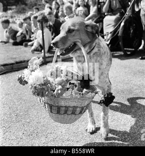 Animals: Dogs: Owners and contestants seen here talking part in The Daily Mirror Dog Show, London. July 1953 D3828 Stock Photo