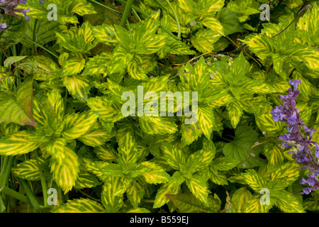 Variegated Ginger mint Mentha gracilis variegata M x gentilis foliage Stock Photo