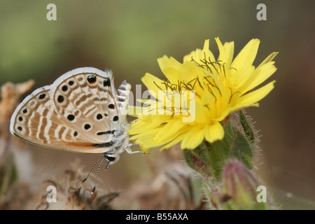 Peablue Lampides boeticus or Long tailed Blue Butterfly shot in Israel Summer August Stock Photo