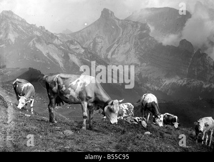 Cattle on the mountain slopes at Schynige Platte in Switzerland&#13;&#10;August 1929 &#13;&#10;Alf 185 Stock Photo