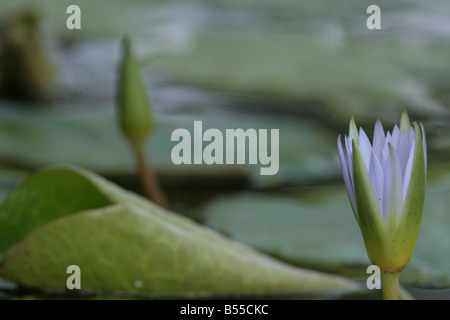 Nymphaea nouchali Blue water Lily Israel winter 2007 Stock Photo
