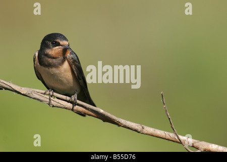 Barn Swallow Hirundo rustica perched on a branch Israel Spring June 2007 Stock Photo