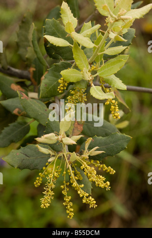 Spanish Holm Oak Quercus ilex ssp rotundifolia Q rotundifolia in flower Andalucia South west Spain Stock Photo