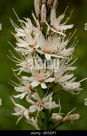 White Asphodel Asphodelus albus in flower France Stock Photo