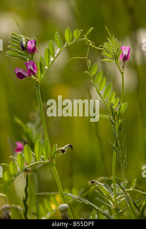 Common vetch (Vicia sativa) ssp segetalis, in meadow, France Stock Photo