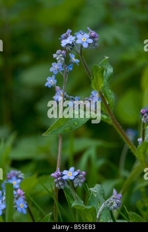 Wood Forget me not Myosotis sylvatica in flower in spring after rain in woodland France Stock Photo