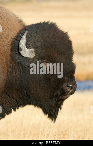 American Bull Bison face in snow Stock Photo - Alamy