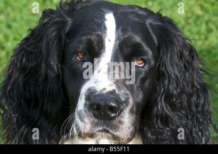 Springer spaniels are fun loving active dogs Stock Photo