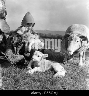 Christmas lambs. Down at Rye House Farm, Otford, Kent, early lambs are being born. 3 have been born so far and many more are expected before Xmas. The shepherds son Master Richard Wickens aged 3 years is delighted with the lambs and carries them and pets them most of the day. December 1953 D7216-002 Stock Photo